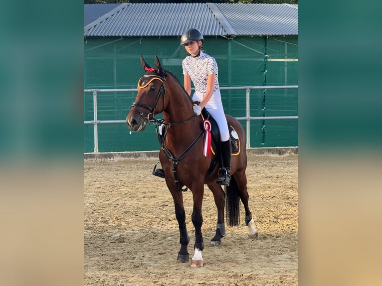 Weitere Ponys/Kleinpferde Mix Wallach 8 Jahre 152 cm Brauner in Oerlinghausen