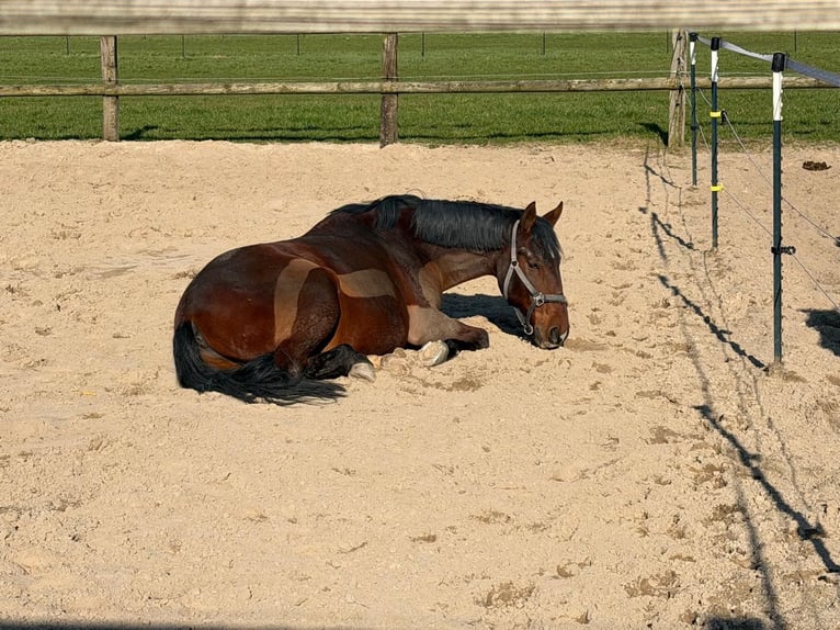 Weitere Ponys/Kleinpferde Mix Wallach 8 Jahre 152 cm Brauner in Oerlinghausen
