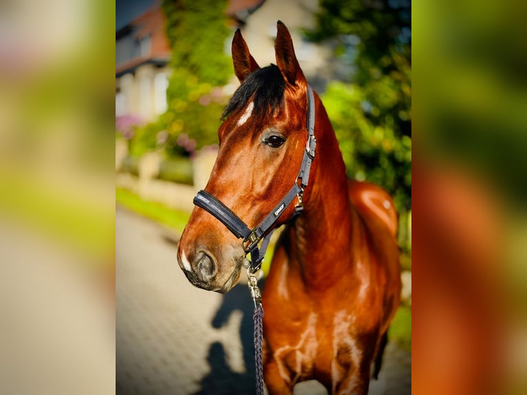 Weitere Ponys/Kleinpferde Mix Wallach 8 Jahre 152 cm Brauner in Oerlinghausen