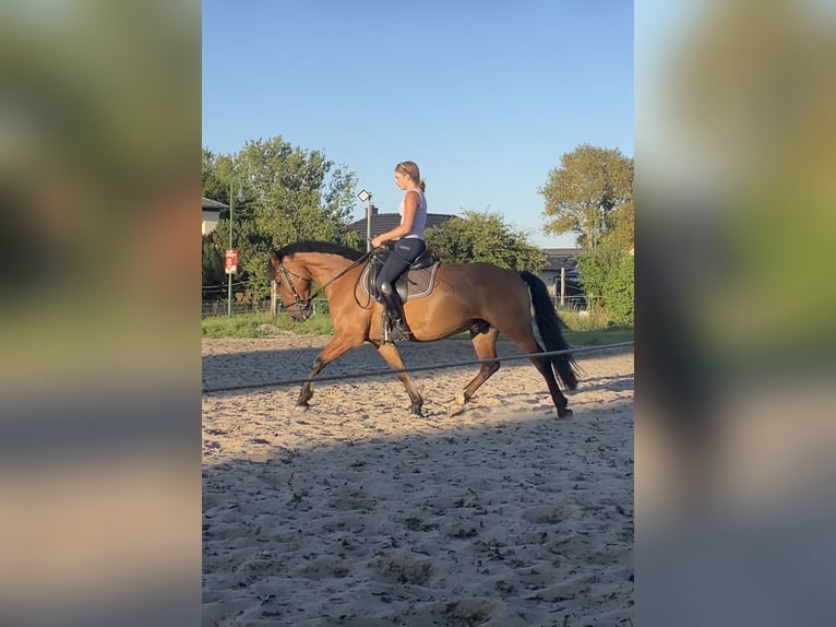 Weitere Ponys/Kleinpferde Wallach 8 Jahre 153 cm Brauner in Ahrensfelde
