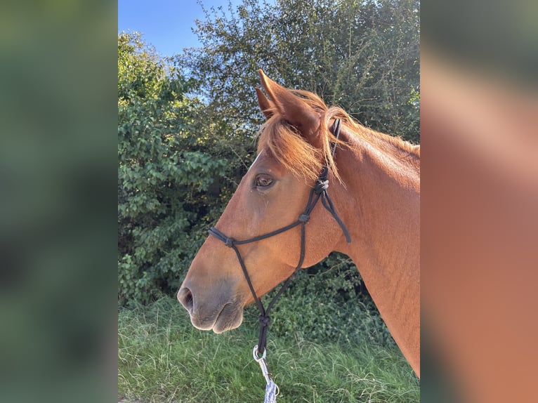 Weitere Ponys/Kleinpferde Mix Wallach 8 Jahre 153 cm Fuchs in Niederstetten