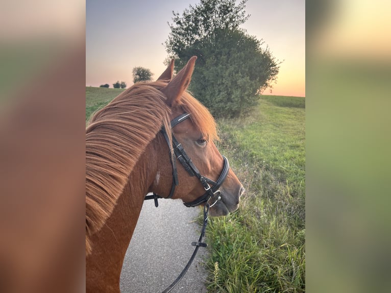 Weitere Ponys/Kleinpferde Mix Wallach 8 Jahre 153 cm Fuchs in Niederstetten