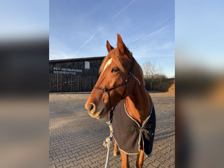 Weitere Ponys/Kleinpferde Mix Wallach 8 Jahre 153 cm Fuchs in Niederstetten