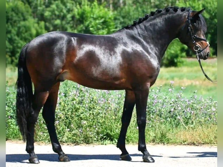 Weitere Ponys/Kleinpferde Wallach 8 Jahre 155 cm Brauner in B&#xE9;k&#xE9;scsaba