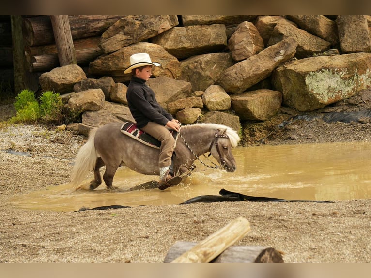 Weitere Ponys/Kleinpferde Wallach 8 Jahre 79 cm in Fresno, OH