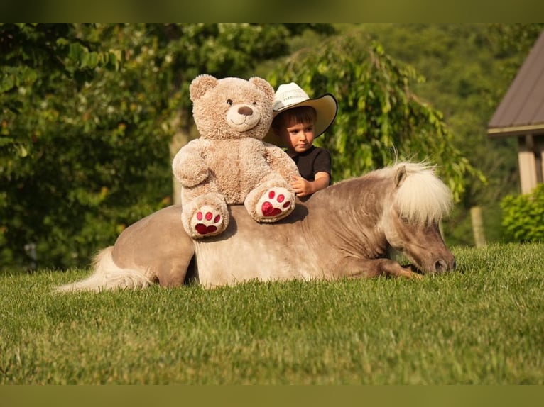 Weitere Ponys/Kleinpferde Wallach 8 Jahre 79 cm in Fresno, OH