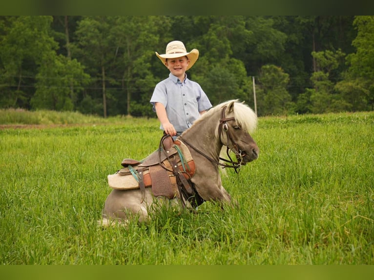 Weitere Ponys/Kleinpferde Wallach 8 Jahre 79 cm in Fresno, OH