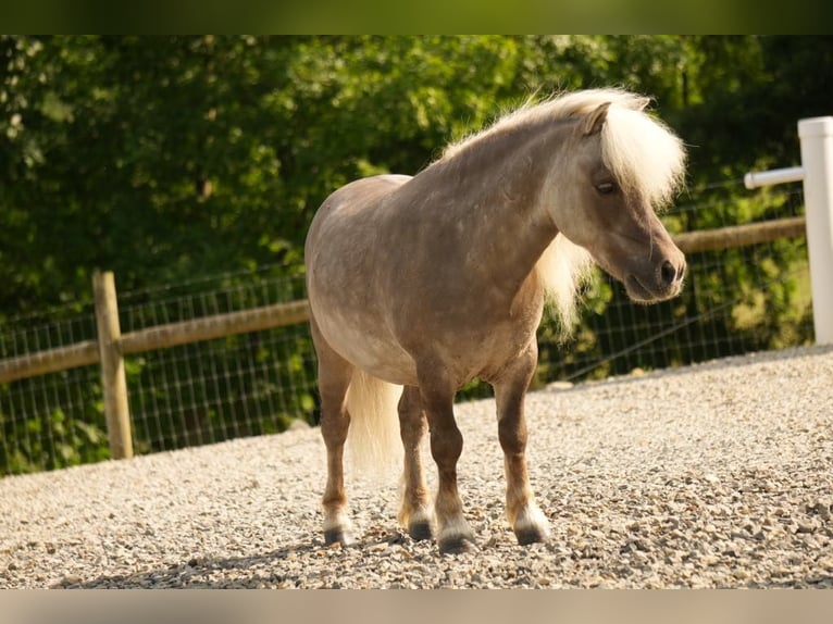 Weitere Ponys/Kleinpferde Wallach 8 Jahre 79 cm in Fresno, OH