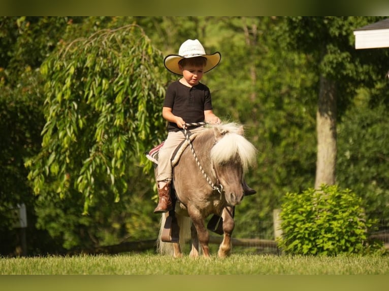 Weitere Ponys/Kleinpferde Wallach 8 Jahre 79 cm in Fresno, OH