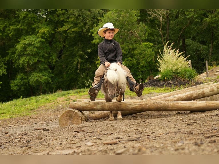 Weitere Ponys/Kleinpferde Wallach 8 Jahre 79 cm in Fresno, OH