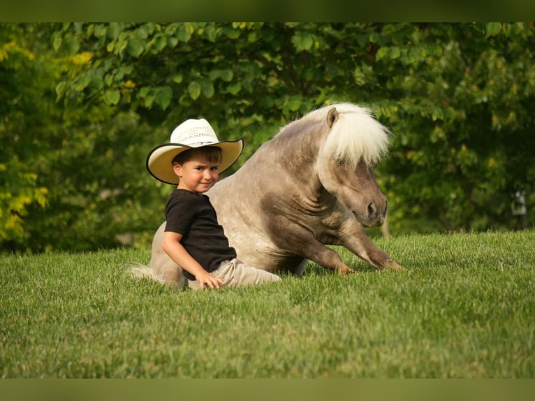 Weitere Ponys/Kleinpferde Wallach 8 Jahre 79 cm in Fresno, OH