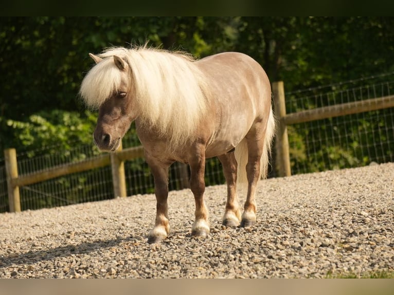 Weitere Ponys/Kleinpferde Wallach 8 Jahre 79 cm in Fresno, OH