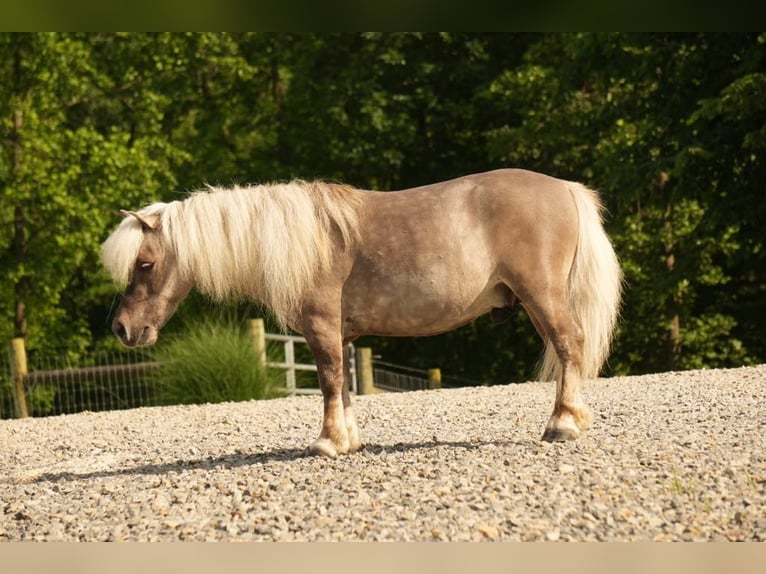 Weitere Ponys/Kleinpferde Wallach 8 Jahre 79 cm in Fresno, OH