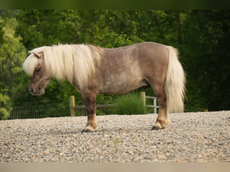 Weitere Ponys/Kleinpferde Wallach 8 Jahre 79 cm in Fresno, OH