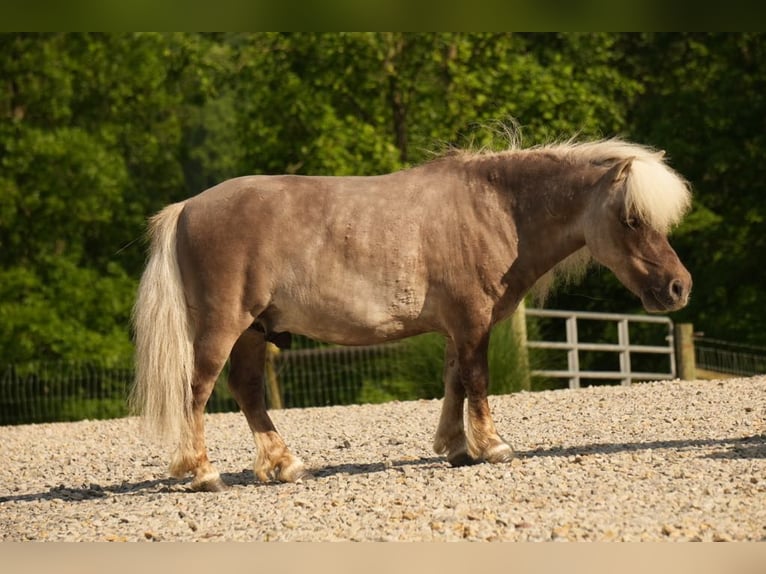 Weitere Ponys/Kleinpferde Wallach 8 Jahre 79 cm in Fresno, OH