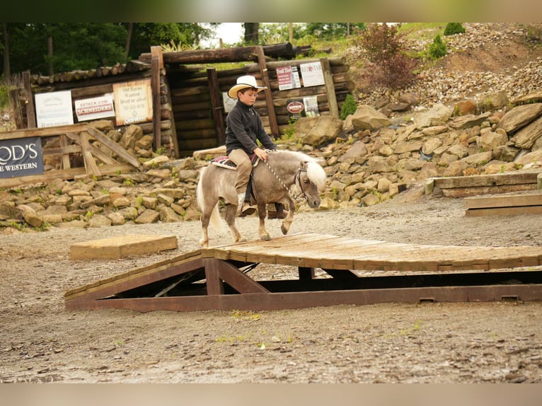 Weitere Ponys/Kleinpferde Wallach 8 Jahre 79 cm in Fresno, OH