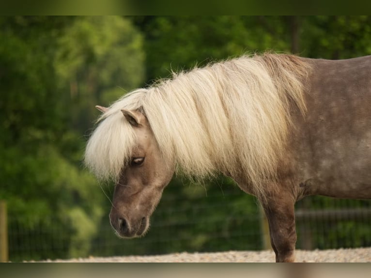 Weitere Ponys/Kleinpferde Wallach 8 Jahre 79 cm in Fresno, OH