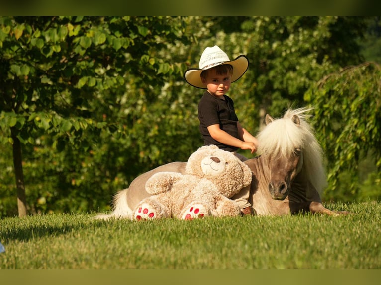 Weitere Ponys/Kleinpferde Wallach 8 Jahre 79 cm in Fresno, OH
