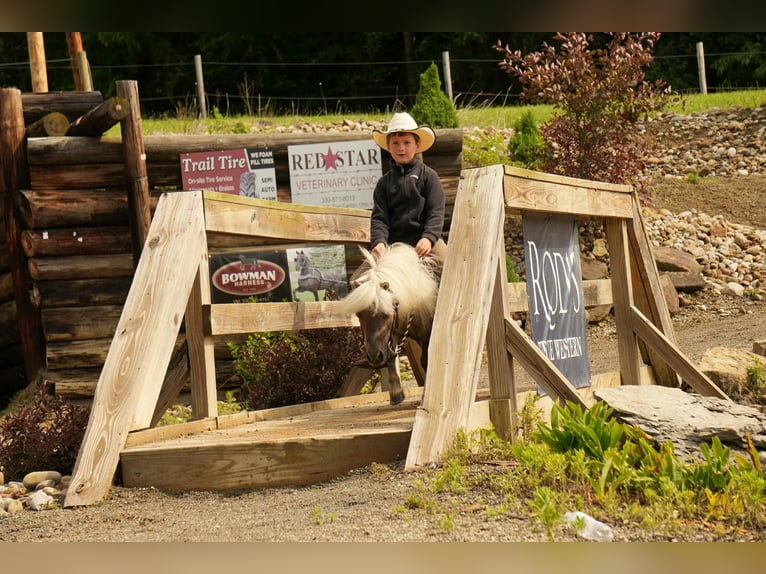 Weitere Ponys/Kleinpferde Wallach 8 Jahre 79 cm in Fresno, OH