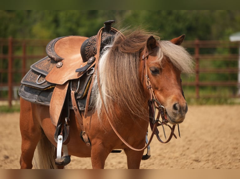 Weitere Ponys/Kleinpferde Wallach 8 Jahre 86 cm Schecke in Fresno