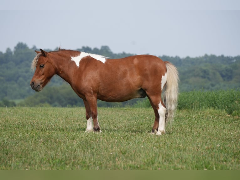Weitere Ponys/Kleinpferde Wallach 8 Jahre 86 cm Schecke in Fresno