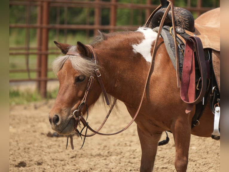Weitere Ponys/Kleinpferde Wallach 8 Jahre 86 cm Schecke in Fresno