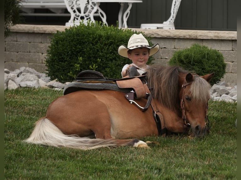 Weitere Ponys/Kleinpferde Wallach 8 Jahre 86 cm Schecke in Fresno