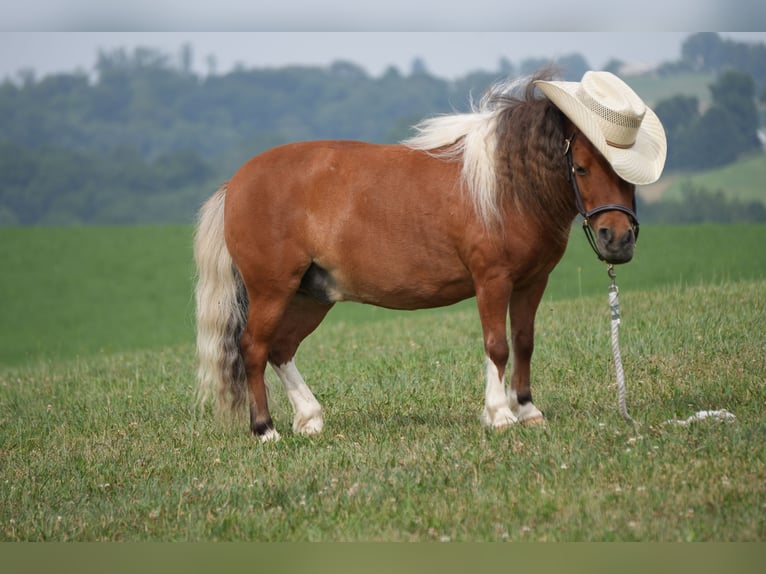 Weitere Ponys/Kleinpferde Wallach 8 Jahre 86 cm Schecke in Fresno