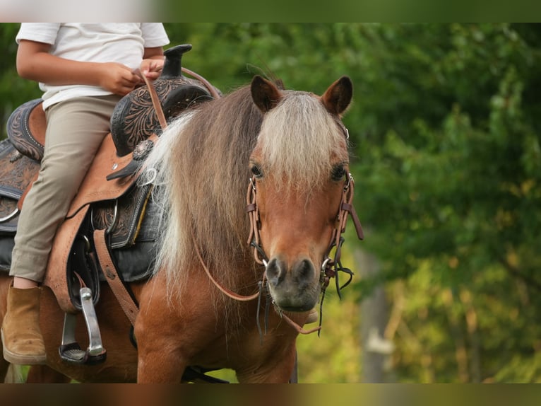 Weitere Ponys/Kleinpferde Wallach 8 Jahre 86 cm Schecke in Fresno