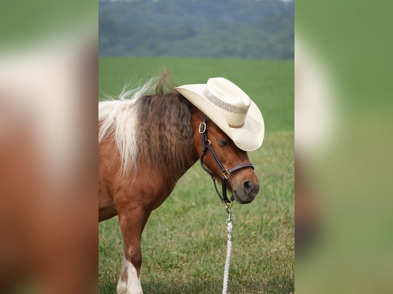Weitere Ponys/Kleinpferde Wallach 8 Jahre 86 cm Schecke in Fresno