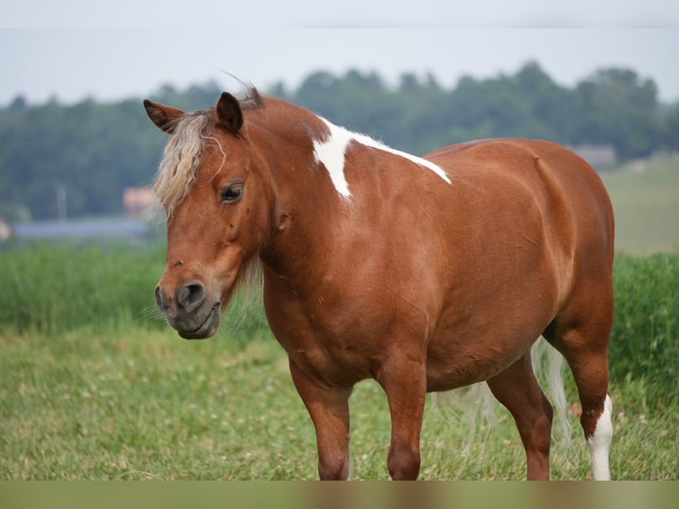 Weitere Ponys/Kleinpferde Wallach 8 Jahre 86 cm Schecke in Fresno