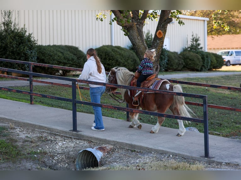 Weitere Ponys/Kleinpferde Wallach 8 Jahre 86 cm Schecke in Forney