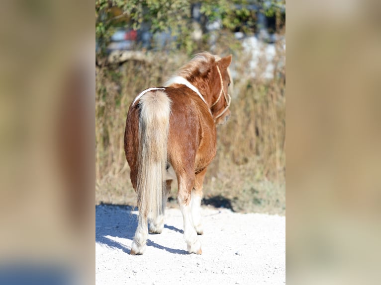 Weitere Ponys/Kleinpferde Wallach 8 Jahre 86 cm Schecke in Forney