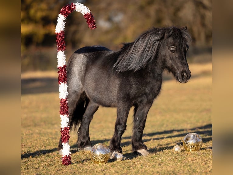 Weitere Ponys/Kleinpferde Wallach 8 Jahre 91 cm Roan-Blue in Weatherford