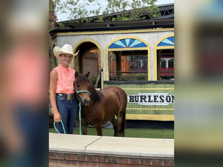 Weitere Ponys/Kleinpferde Wallach 8 Jahre 97 cm Rotbrauner in Cleburne