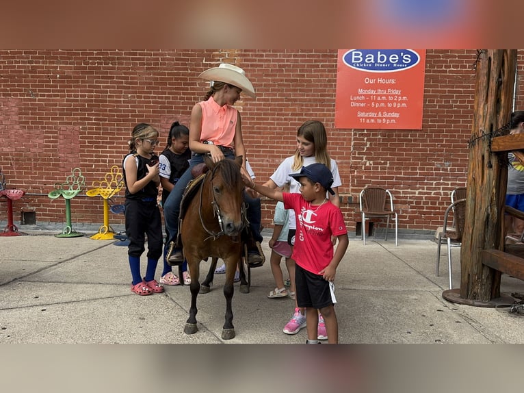 Weitere Ponys/Kleinpferde Wallach 8 Jahre 97 cm Rotbrauner in Cleburne