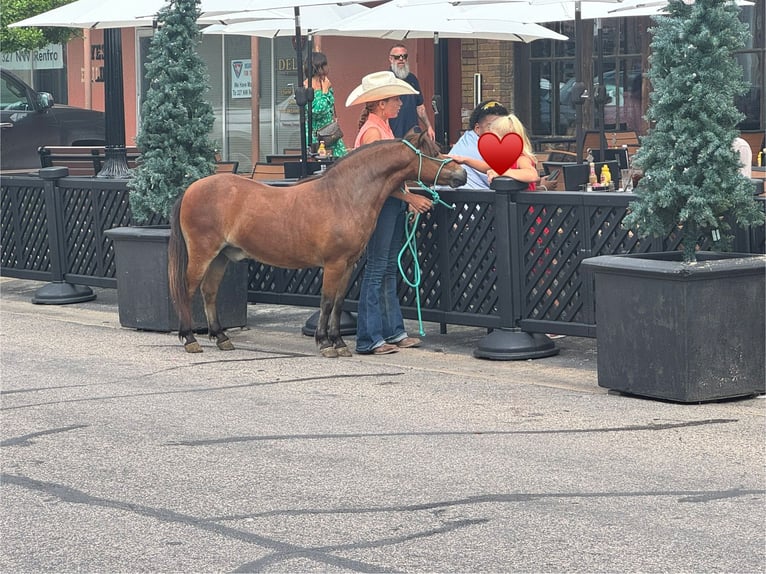 Weitere Ponys/Kleinpferde Wallach 8 Jahre 97 cm Rotbrauner in Cleburne