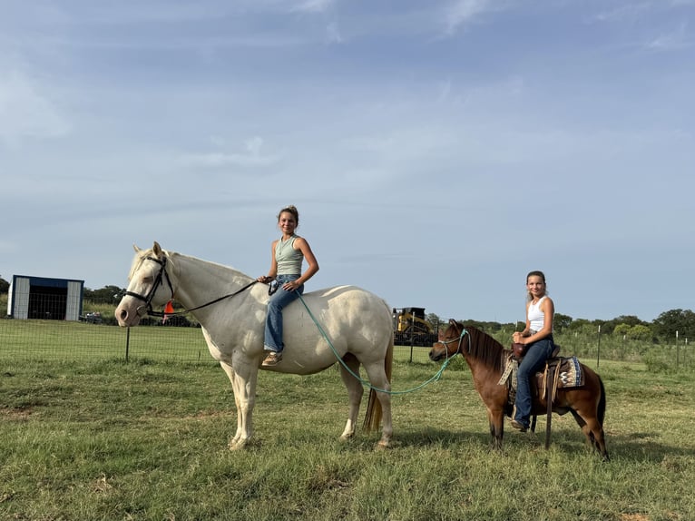 Weitere Ponys/Kleinpferde Wallach 8 Jahre 97 cm Rotbrauner in Cleburne
