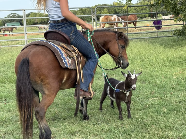 Weitere Ponys/Kleinpferde Wallach 8 Jahre 97 cm Rotbrauner in Cleburne