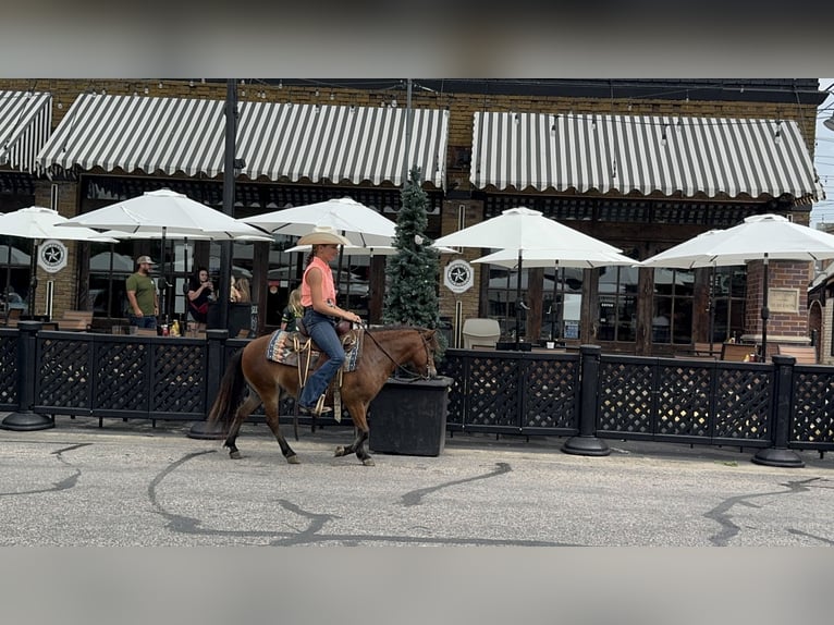 Weitere Ponys/Kleinpferde Wallach 8 Jahre 97 cm Rotbrauner in Cleburne