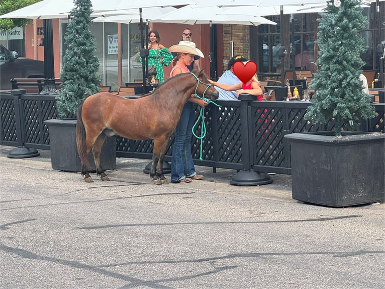 Weitere Ponys/Kleinpferde Wallach 8 Jahre 97 cm Rotbrauner in Cleburne