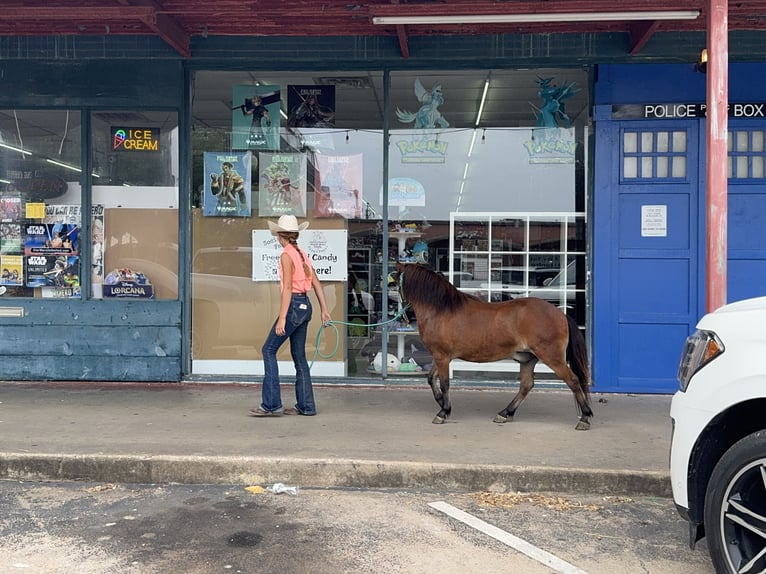 Weitere Ponys/Kleinpferde Wallach 8 Jahre 97 cm Rotbrauner in Cleburne