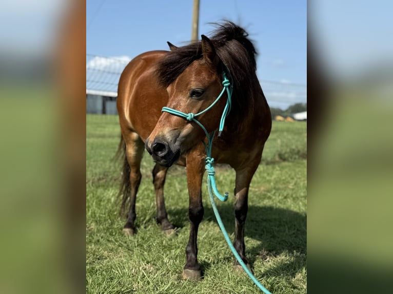 Weitere Ponys/Kleinpferde Wallach 8 Jahre 97 cm Rotbrauner in Cleburne