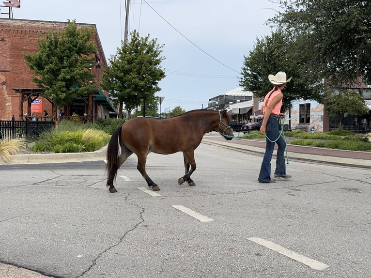 Weitere Ponys/Kleinpferde Wallach 8 Jahre 97 cm Rotbrauner in Cleburne