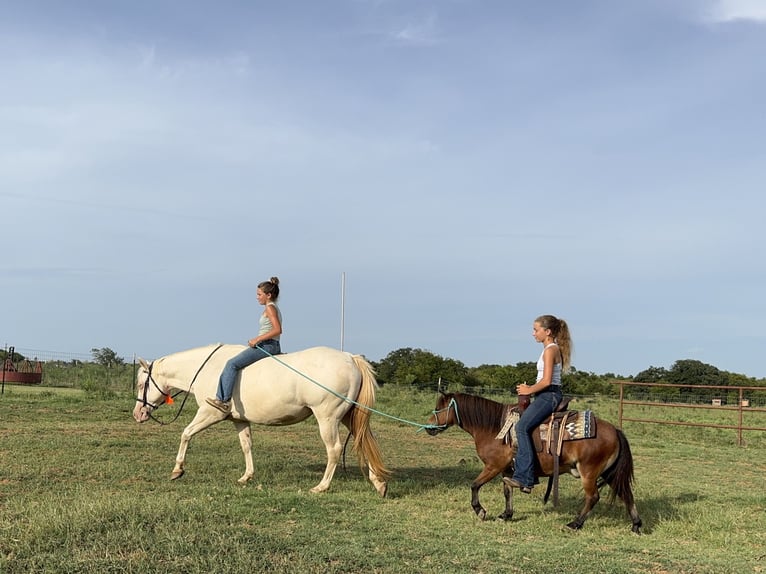 Weitere Ponys/Kleinpferde Wallach 8 Jahre 97 cm Rotbrauner in Cleburne