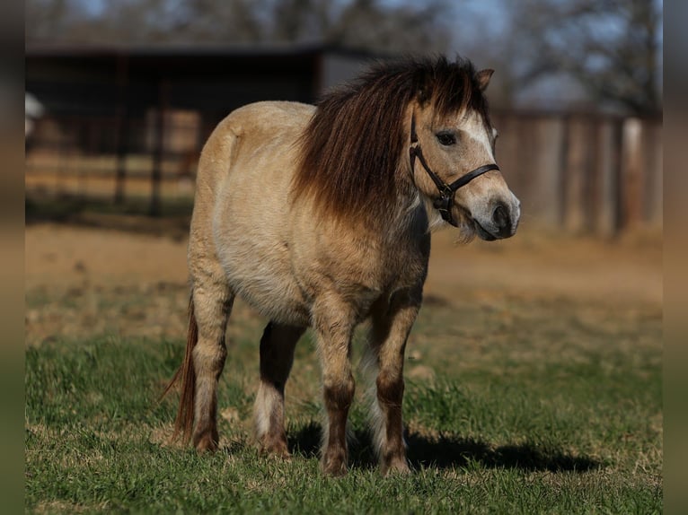 Weitere Ponys/Kleinpferde Wallach 8 Jahre 98 cm Buckskin in Joshua