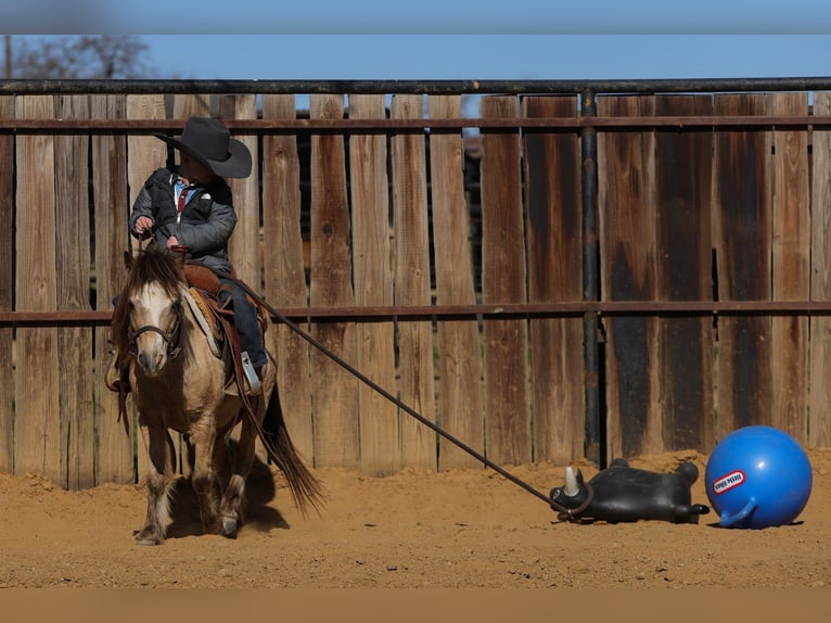 Weitere Ponys/Kleinpferde Wallach 8 Jahre 98 cm Buckskin in Joshua