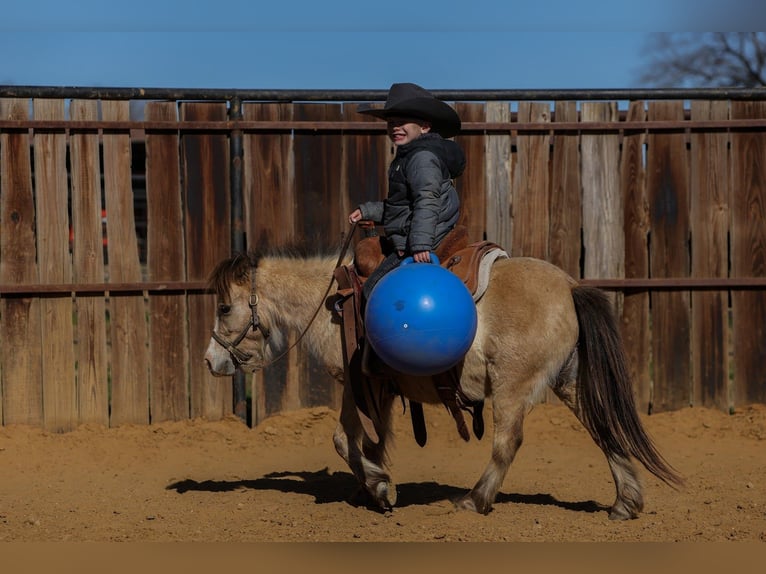 Weitere Ponys/Kleinpferde Wallach 8 Jahre 98 cm Buckskin in Joshua
