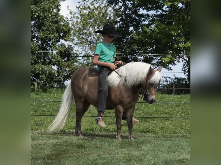 Weitere Ponys/Kleinpferde Wallach 8 Jahre 99 cm Buckskin in Fredericksburg