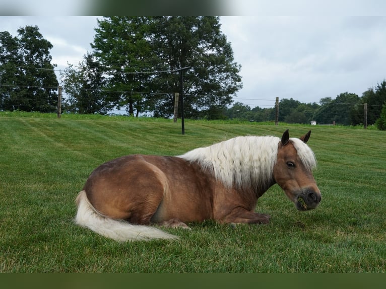 Weitere Ponys/Kleinpferde Wallach 8 Jahre 99 cm Buckskin in Fredericksburg